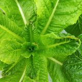 팜모닝 상추·영농일지 게시글 이미지