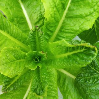 상추뿌리혹병님의 상추 · 영농일지 작성글 사진