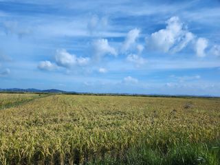별빛나그네화성님의 벼 · 영농일지 작성글 사진
