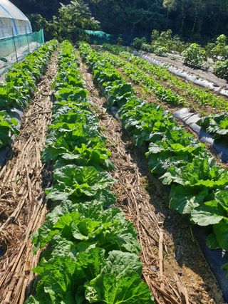 샤이니바다님의 기타작물 · 영농일지 작성글 사진