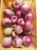 팜모닝 기타작물·영농일지 게시글 이미지