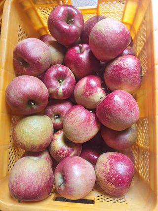 산꼭대기사과밭님의 기타작물 · 영농일지 작성글 사진