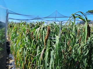 서상기 은퇴농장님의 기타작물 · 영농일지 작성글 사진