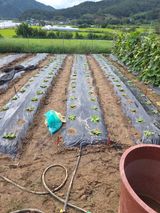 팜모닝 배추·영농일지 게시글 이미지