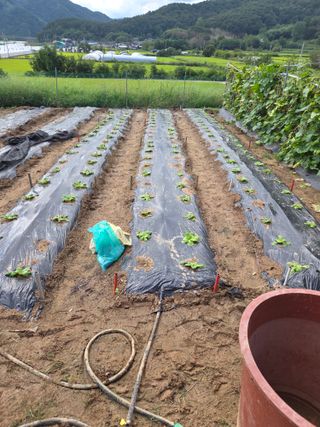 이재욱님의 배추 · 영농일지 작성글 사진