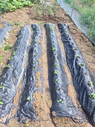 이재욱님의 배추 · 영농일지 작성글 사진