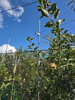 최동구님의 사과 · 영농일지 작성글 사진