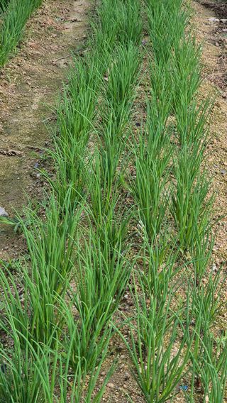 임붕철님의 기타작물 · 영농일지 작성글 사진