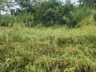 이용찬 열매마농원님의 매실 · 영농일지 작성글 사진