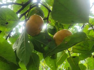 이용찬 열매마농원님의 매실 · 영농일지 작성글 사진