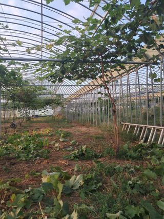 미스농부님의 포도 · 영농일지 작성글 사진