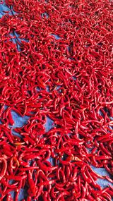 팜모닝 기타작물·영농일지 게시글 이미지