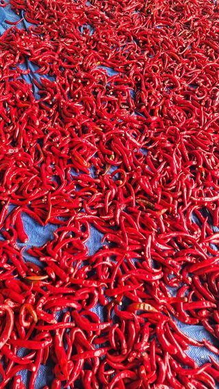 문병숙님의 기타작물 · 영농일지 작성글 사진