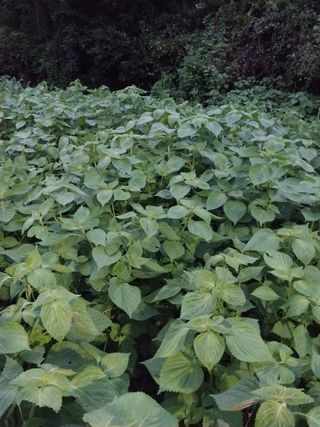 장준호님의 기타작물 · 영농일지 작성글 사진