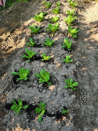 알 수 없음님의 배추 · 영농일지 작성글 사진