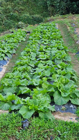 정광님의 배추 · 영농일지 작성글 사진