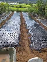 팜모닝 마늘·영농일지 게시글 이미지