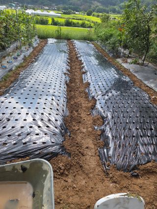 이재욱님의 마늘 · 영농일지 작성글 사진