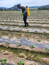 팜모닝 배추·영농일지 게시글 이미지