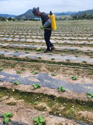 내몸애좋아님의 배추 · 영농일지 작성글 사진