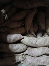 팜모닝 고구마·영농일지 게시글 이미지