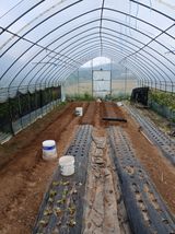 팜모닝 양파·영농일지 게시글 이미지