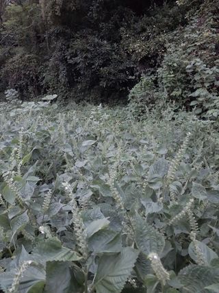 장준호님의 기타작물 · 영농일지 작성글 사진