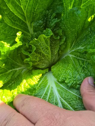 김상민님의 배추 · 영농일지 작성글 사진