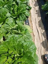 팜모닝 배추·영농일지 게시글 이미지