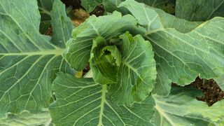 임붕철님의 기타작물 · 영농일지 작성글 사진