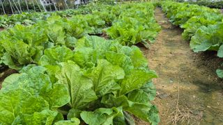 임붕철님의 기타작물 · 영농일지 작성글 사진