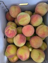 팜모닝 복숭아·영농일지 게시글 이미지