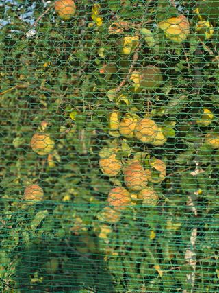 최동구님의 사과 · 영농일지 작성글 사진