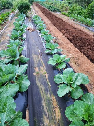 조선된장님의 마늘 · 영농일지 작성글 사진