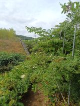 팜모닝 기타작물·영농일지 게시글 이미지