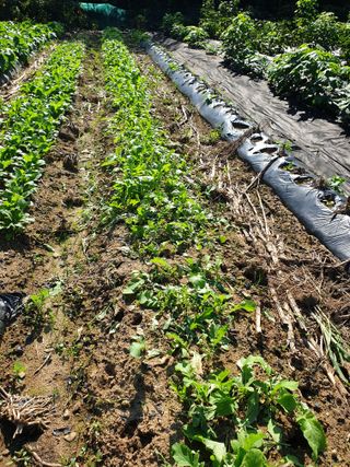 샤이니바다님의 기타작물 · 영농일지 작성글 사진