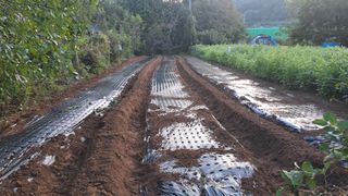 월굴리이승재님의 마늘 · 영농일지 작성글 사진