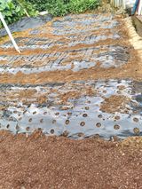 팜모닝 기타작물·영농일지 게시글 이미지