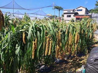 서상기 은퇴농장님의 기타작물 · 영농일지 작성글 사진