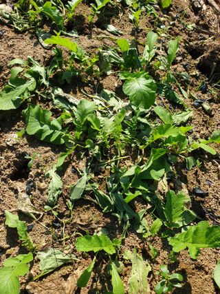 샤이니바다님의 기타작물 · 영농일지 작성글 사진