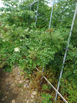 표고버섯18854님의 기타작물 · 영농일지 작성글 사진