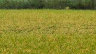 임붕철님의 기타작물 · 영농일지 작성글 사진