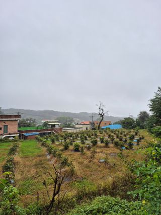 나오리농장님의 토마토 · 영농일지 작성글 사진