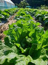 팜모닝 기타작물·영농일지 게시글 이미지