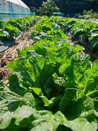 샤이니바다님의 기타작물 · 영농일지 작성글 사진