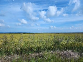 별빛나그네화성님의 벼 · 영농일지 작성글 사진