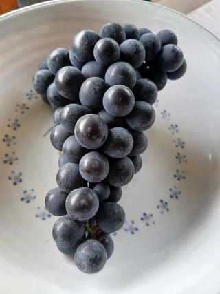 금강산푸른농원(운악님의 기타작물 · 영농일지 작성글 사진