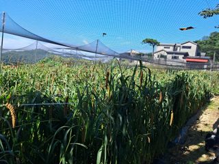 서상기 은퇴농장님의 기타작물 · 영농일지 작성글 사진