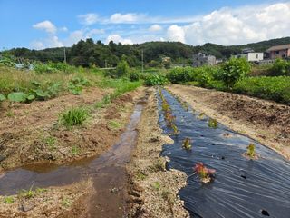 김윤회님의 상추 · 영농일지 작성글 사진