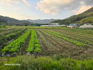 슈퍼땅콘님의 기타작물 · 영농일지 작성글 사진